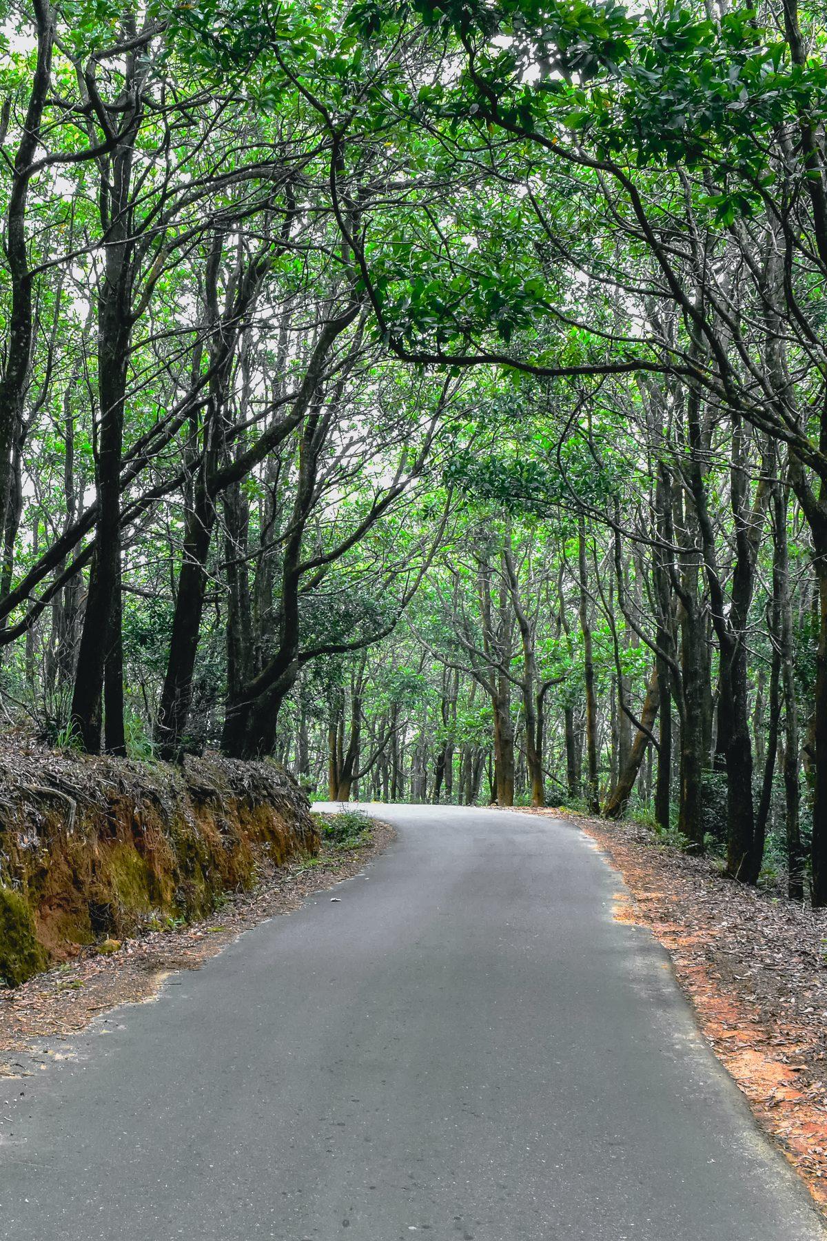 A quiet road through a tall green forest