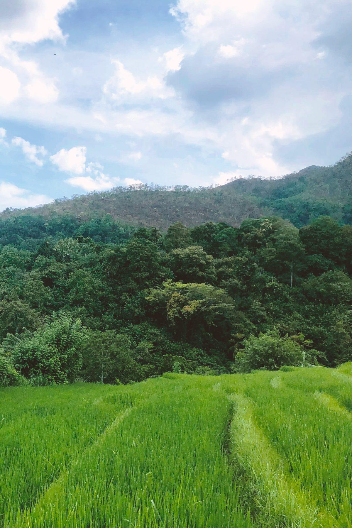 Bright green paddy fields below forested hills