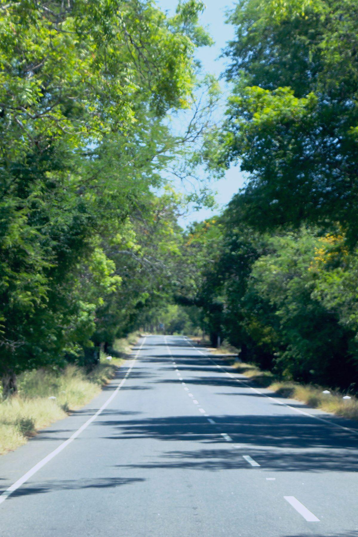 A road running under a canopy of green trees